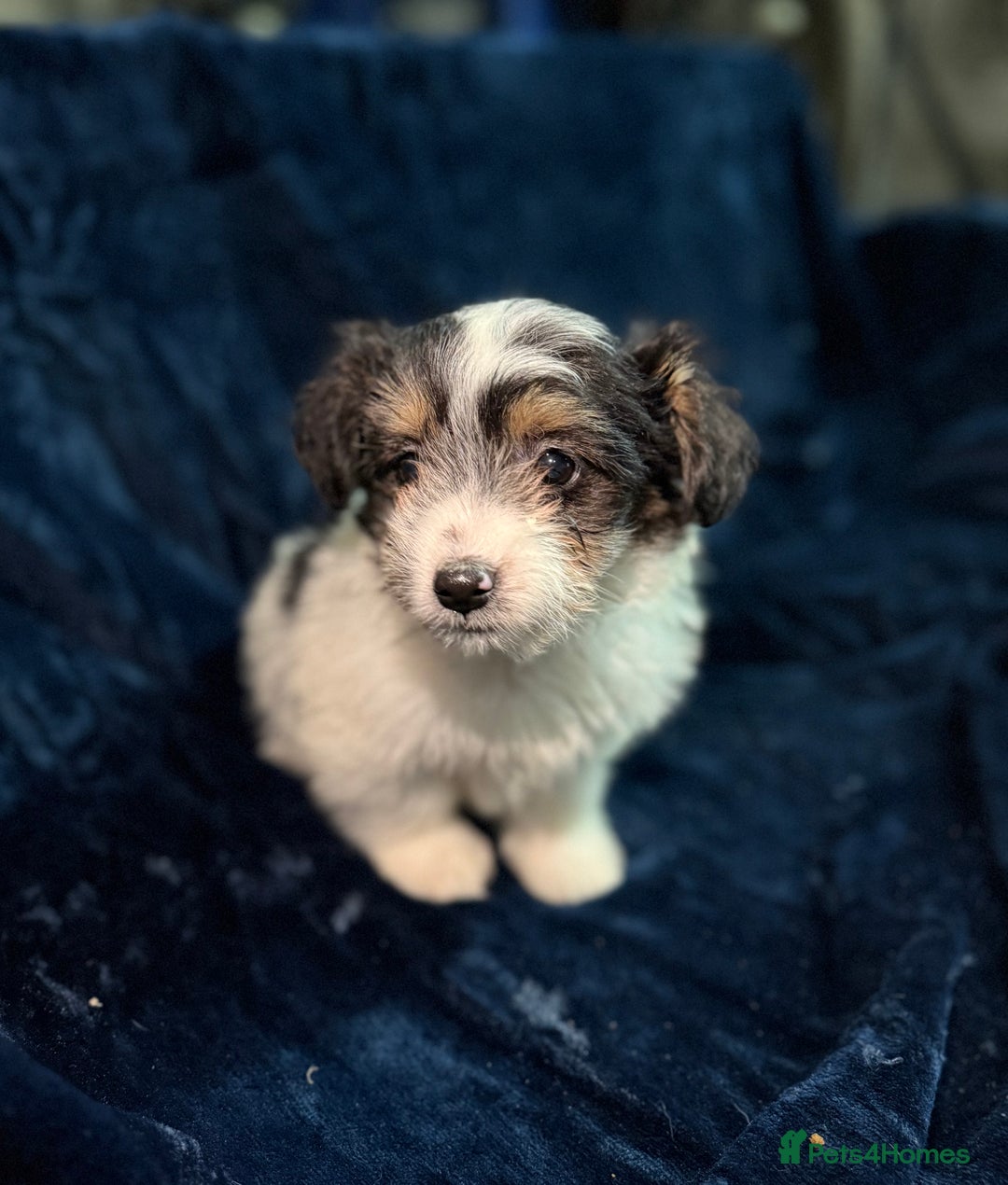 Mixed Breed dogs for sale: 3/4 spaniels 1/4 jack Russel puppy’s 🩷 - Image 10