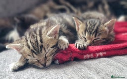 Domestic Shorthair cats for sale: Two kittens for sale - Image 3