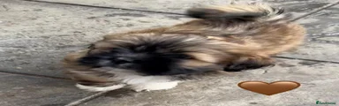 Lhasa Apso 6