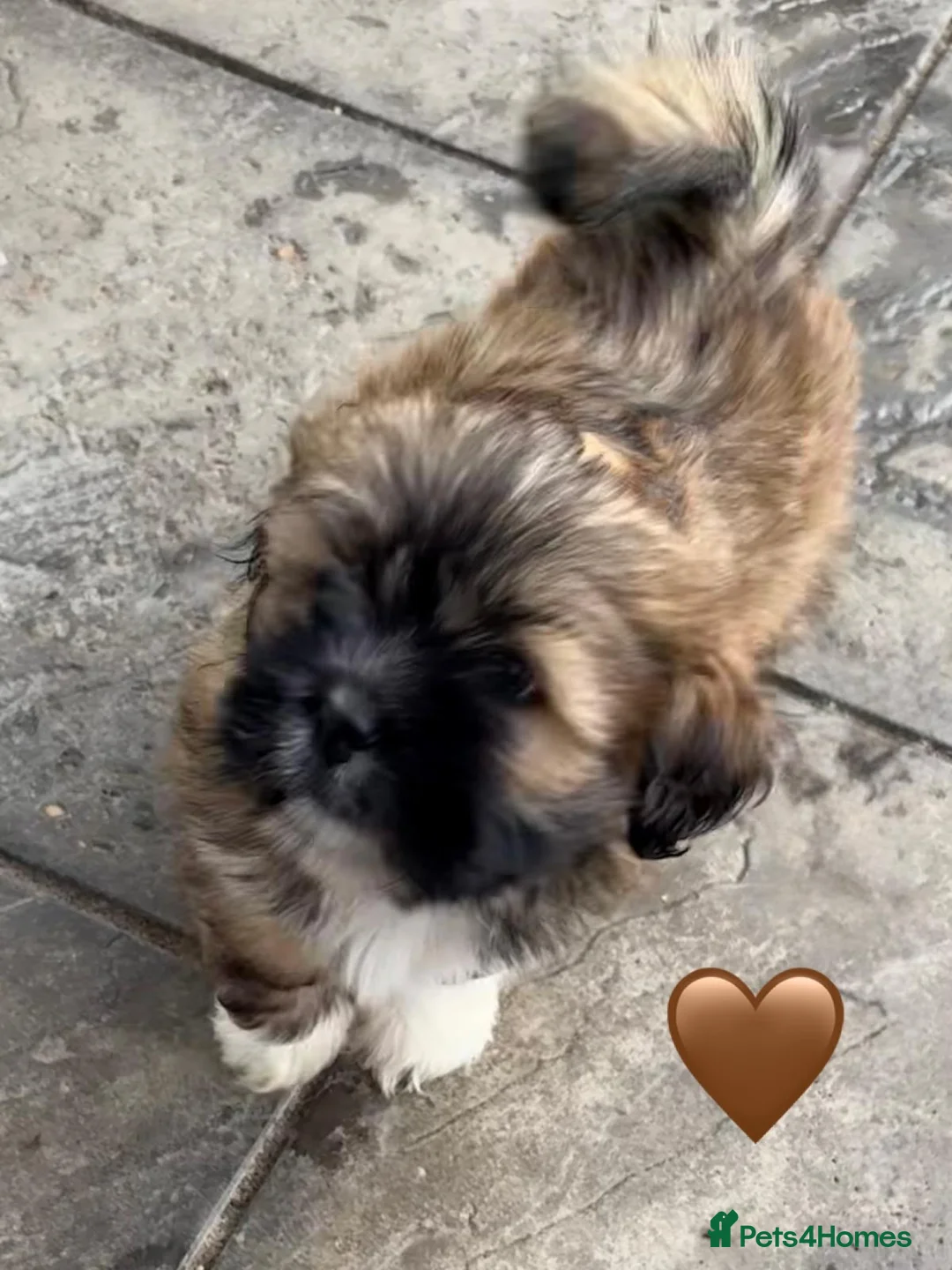 Lhasa Apso dogs for sale: Six Beautiful Puppies KC reg GPRA4 clear - Advert 26