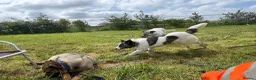 Mixed Breed dogs for adoption: Laura - Norwich Norfolk  in Norwich - Advert 15