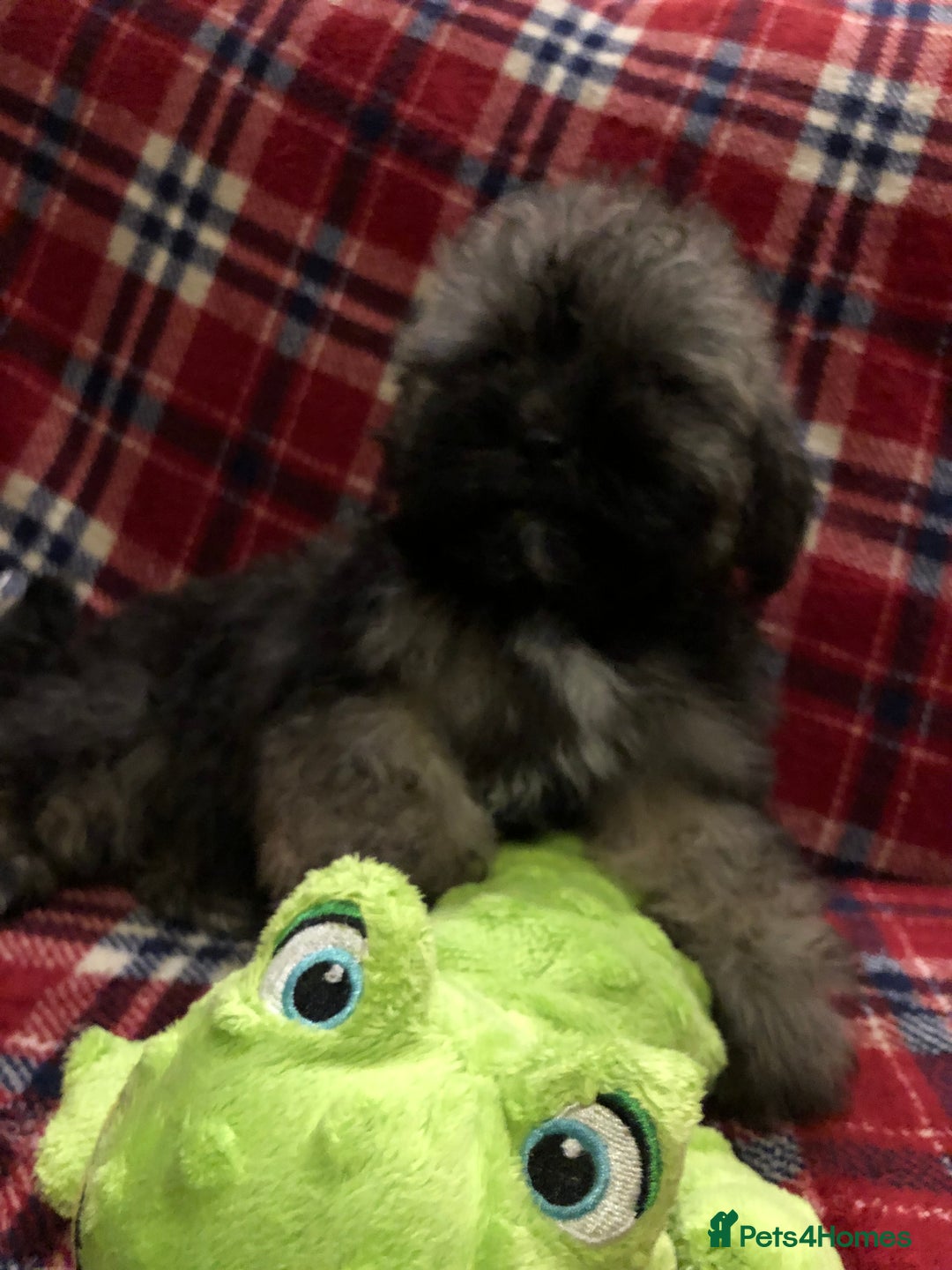 Shihpoo dogs for sale: shihpoo puppies for sale  - Advert 20