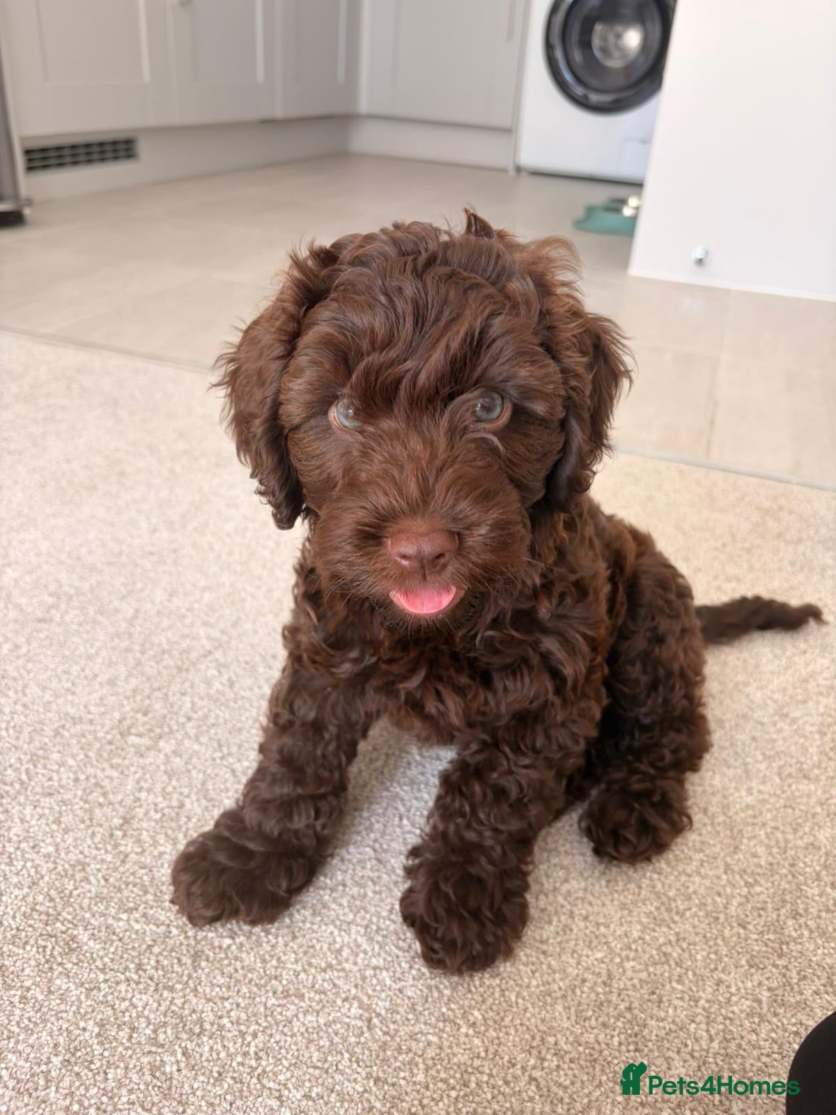 Cockapoo dogs Chocolate cockapoo - Advert 1