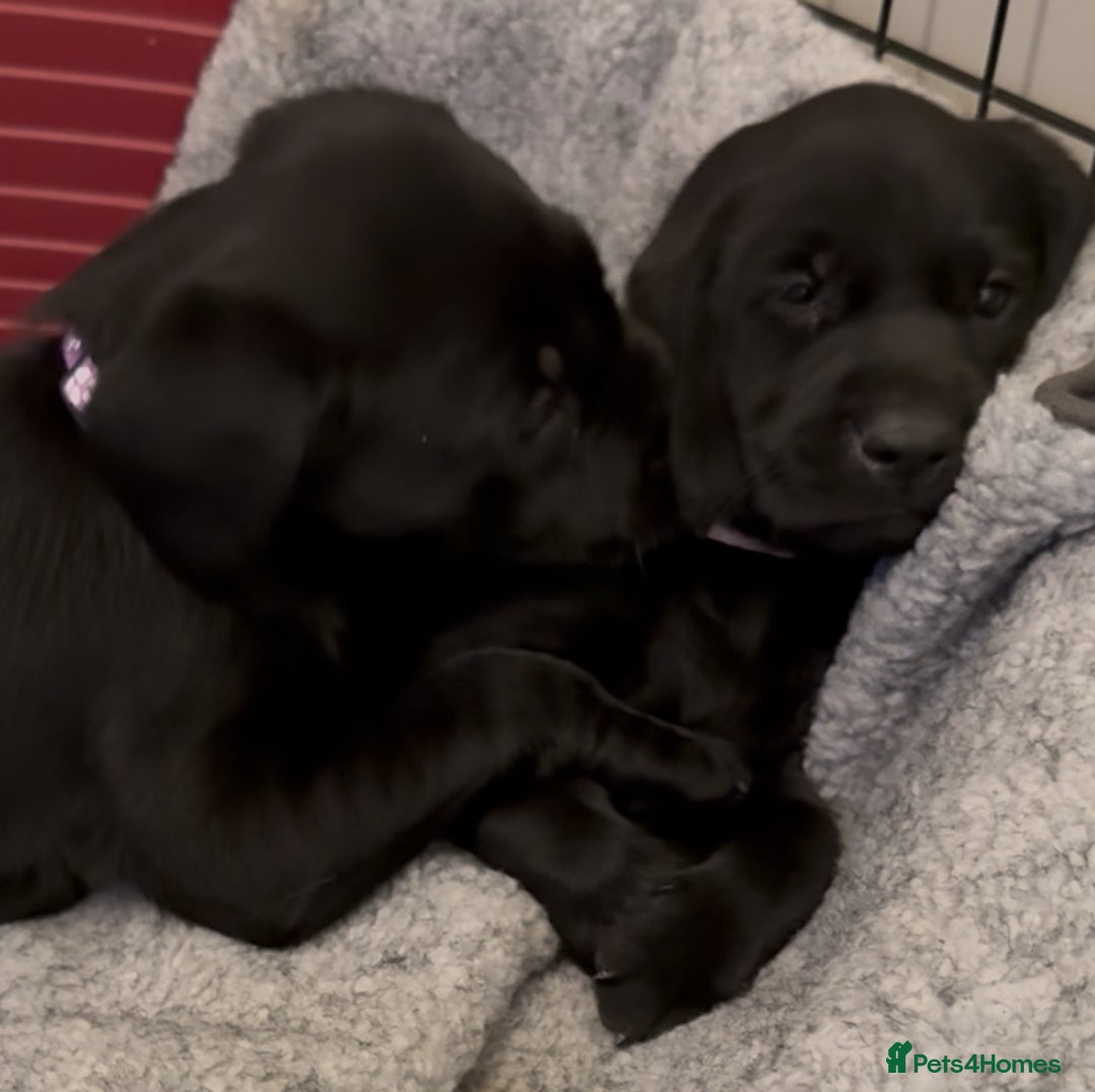 Labrador Retriever dogs for sale: Black/fox Labrador kc with 5 wks free insurance  - Image 9