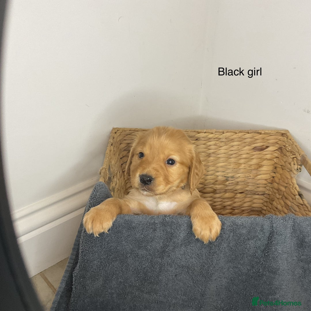 Cocker Spaniel dogs for sale: Hereditary clear working cocker spaniels - Advert 15