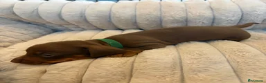 Miniature Dachshund 1-Dark Green 