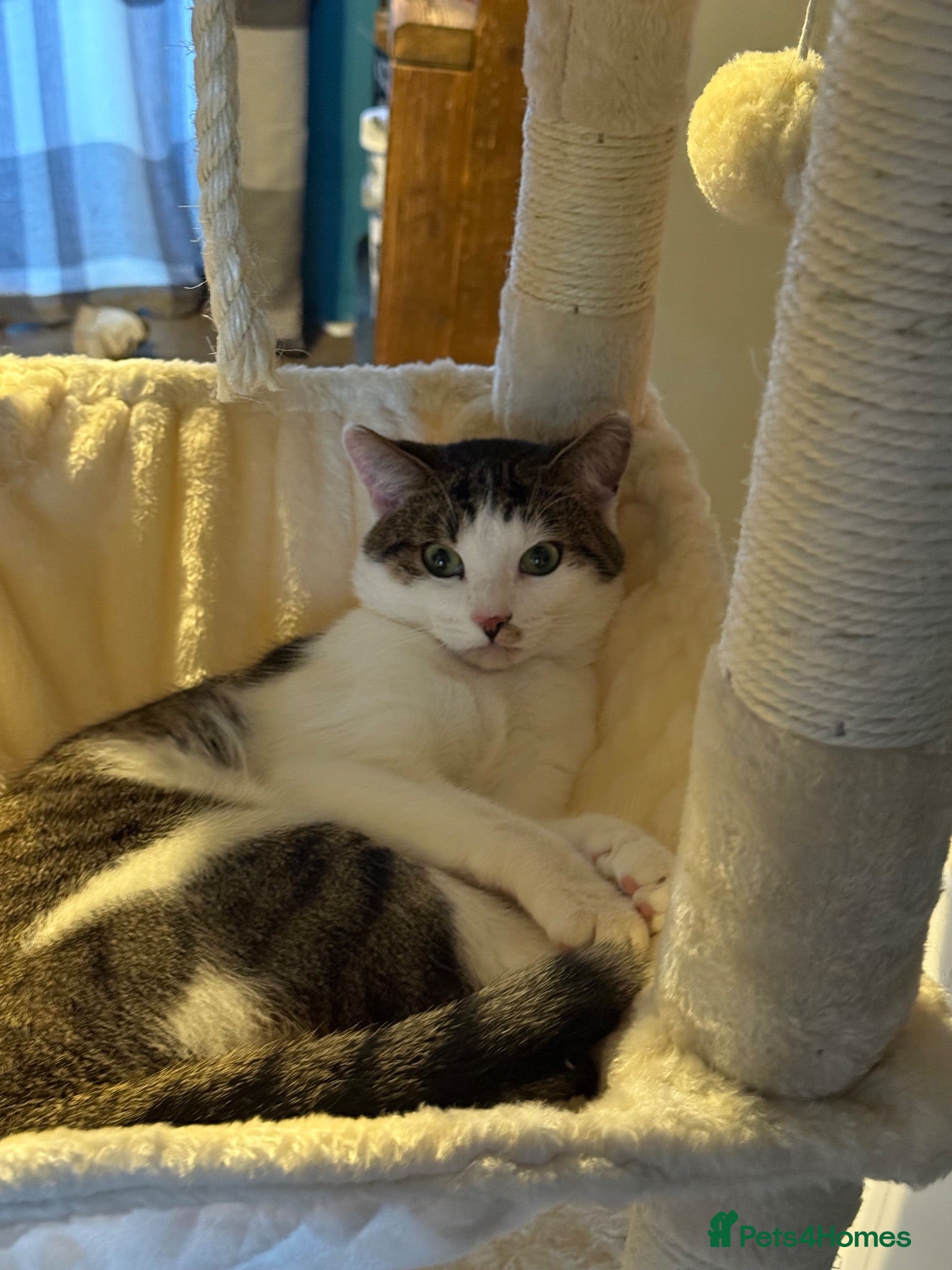 Mixed Breed cats Male year old - Advert 6