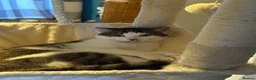 Mixed Breed cats for sale: Male year old - Advert 1