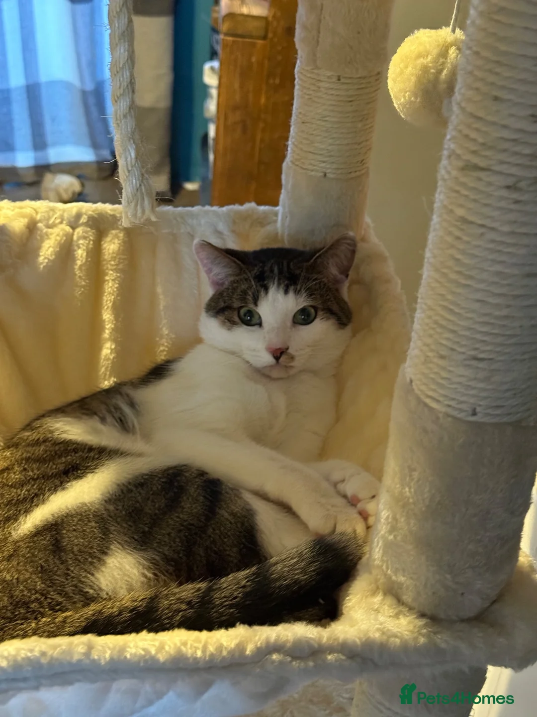 Mixed Breed cats for sale: Male year old - Advert 1