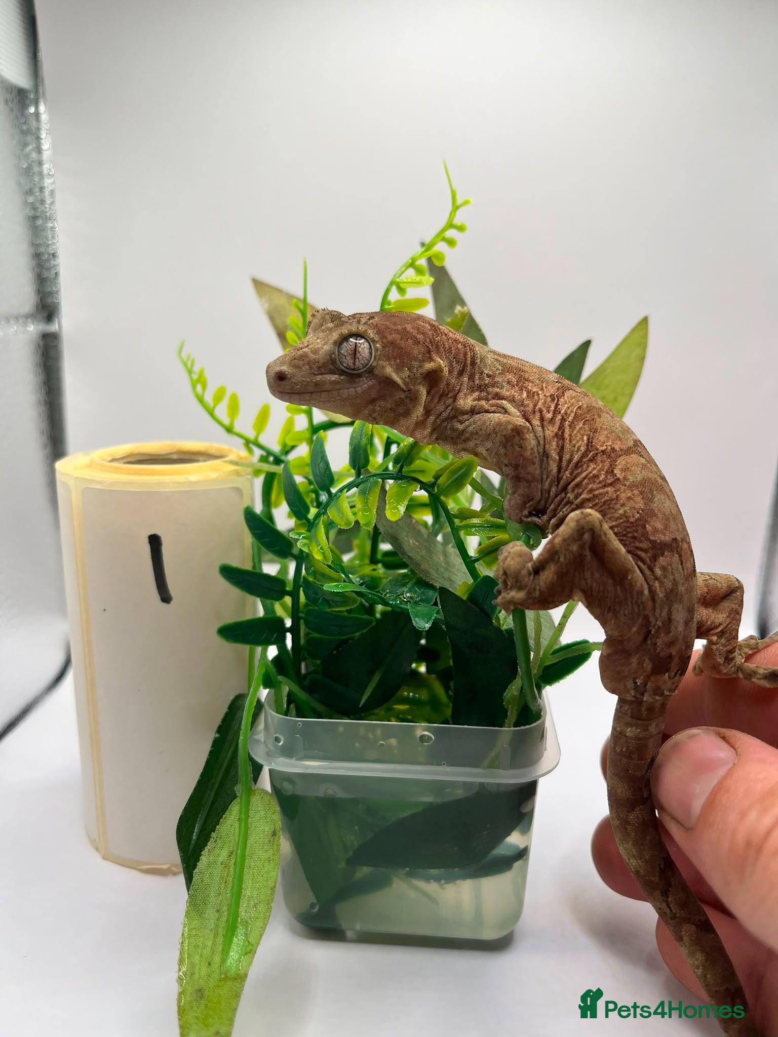 Gecko reptiles Crested and chahouas geckos - Advert 18