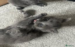 Russian Blue cats for sale: Russian blue kittens cross - Image 4