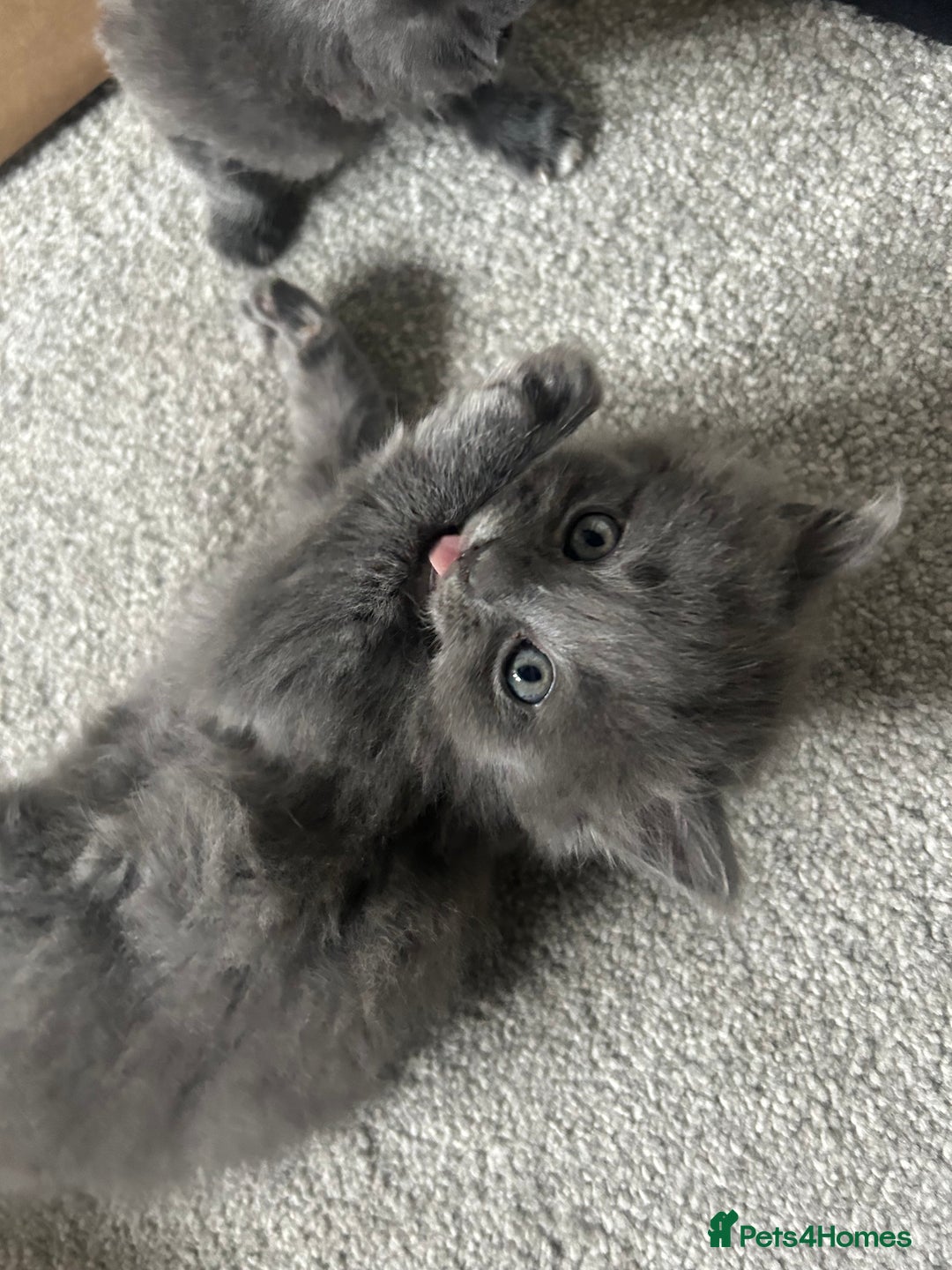 Russian Blue cats for sale: Russian blue kittens cross - Image 4