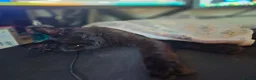 Maine Coon cats for sale: Pedigree maine coon for rehome  in Porth - Advert 8