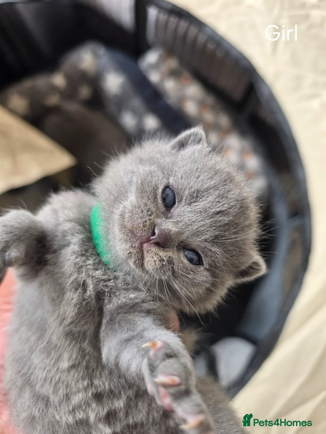 British Shorthair cats for sale: Britishshorthairs Kitten in Harrow - Advert 1