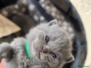 British Shorthair cats Britishshorthairs Kitten - Advert 1