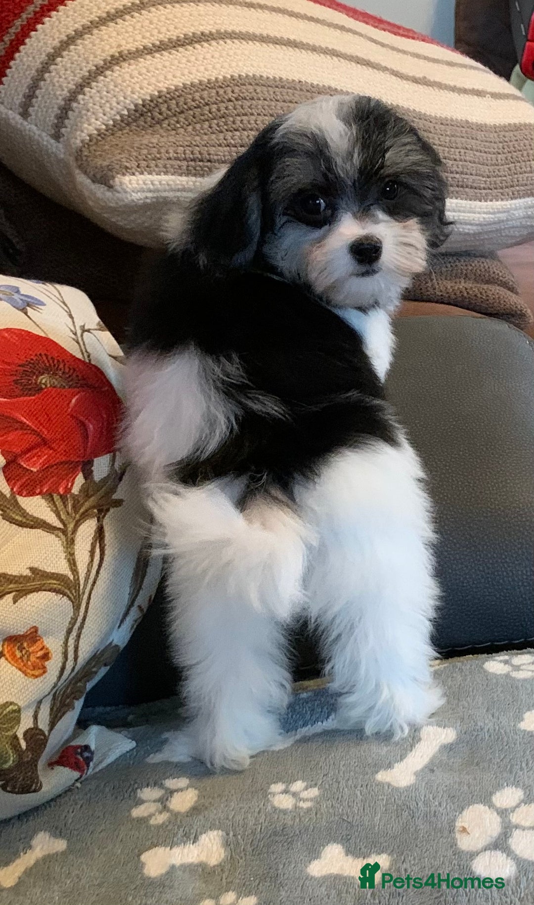 Maltese dogs for sale: Adorable little Maltese puppies  - Image 19