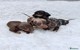 Miniature Dachshund dogs for sale: Miniature Dachshund Puppies  - Advert 1