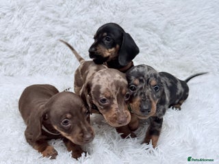 Miniature Dachshund dogs for sale: Miniature Dachshund Puppies - Advert 1