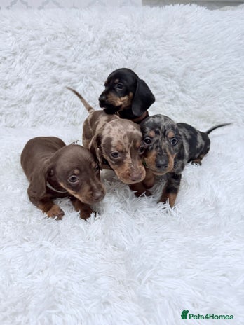 Miniature Dachshund dogs Miniature Dachshund Puppies - Advert 11