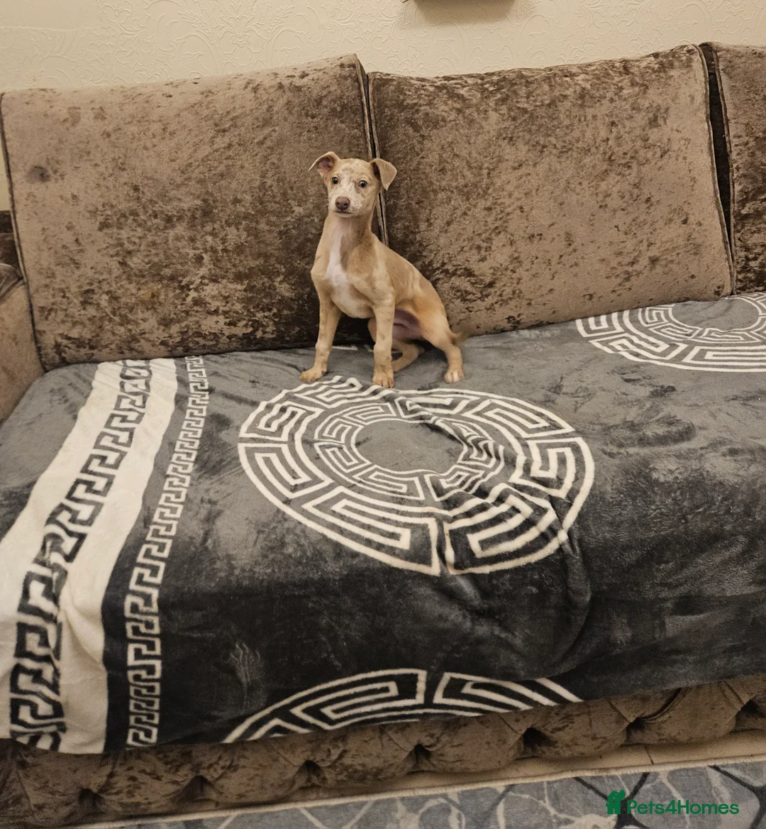 Whippet dogs for sale:  Beautiful dapple Whippets puppies  - Advert 6