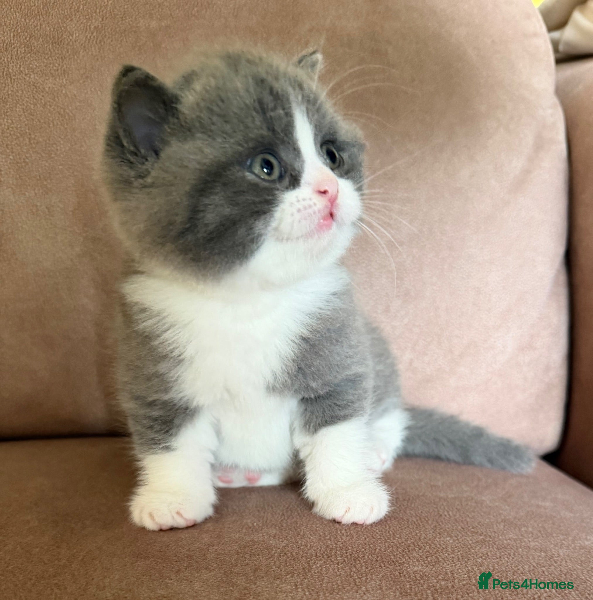 British Shorthair cats 🐾 Beautiful Blue & White BSH Boys 1 Lilac girl 🐾 - Advert 2