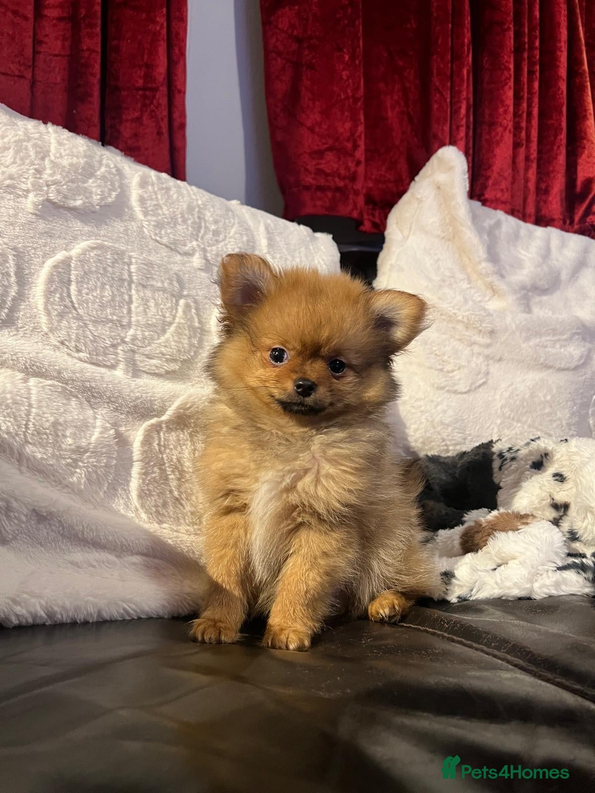 Pomchi dogs Pomeranian puppy’s  - Advert 13