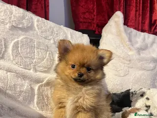 Pomchi dogs Pomeranian puppy’s - Advert 6
