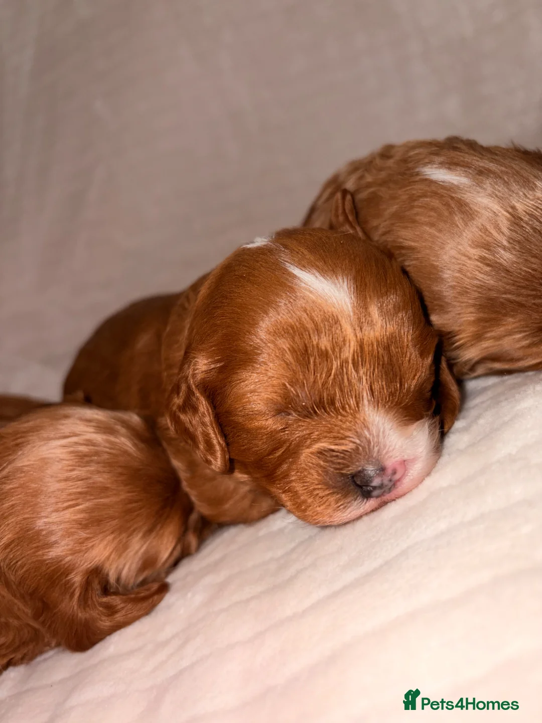Cavapoo dogs for sale: KC registered parents 5⭐️Deep red Cavapoo puppy’s  in Brierley Hill - Advert 2