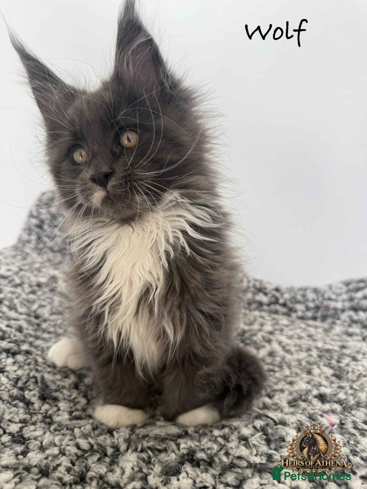 Maine Coon cats 🐾 Maine Coon Kittens TICA Registered 🐾 - Advert 1