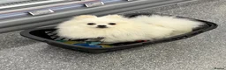 Pomeranian dogs for stud: POMERANIAN AVAILABLE FOR STUD - Advert 6