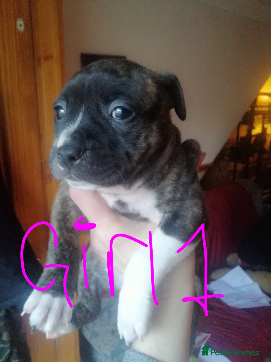Mixed Breed dogs for sale: Beautiful staffy cross pups  - Advert 10
