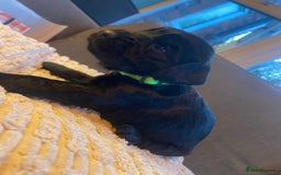 Cocker Spaniel dogs for sale: 10 Gorgeous KC Cocker Spaniel Puppies - Image 32