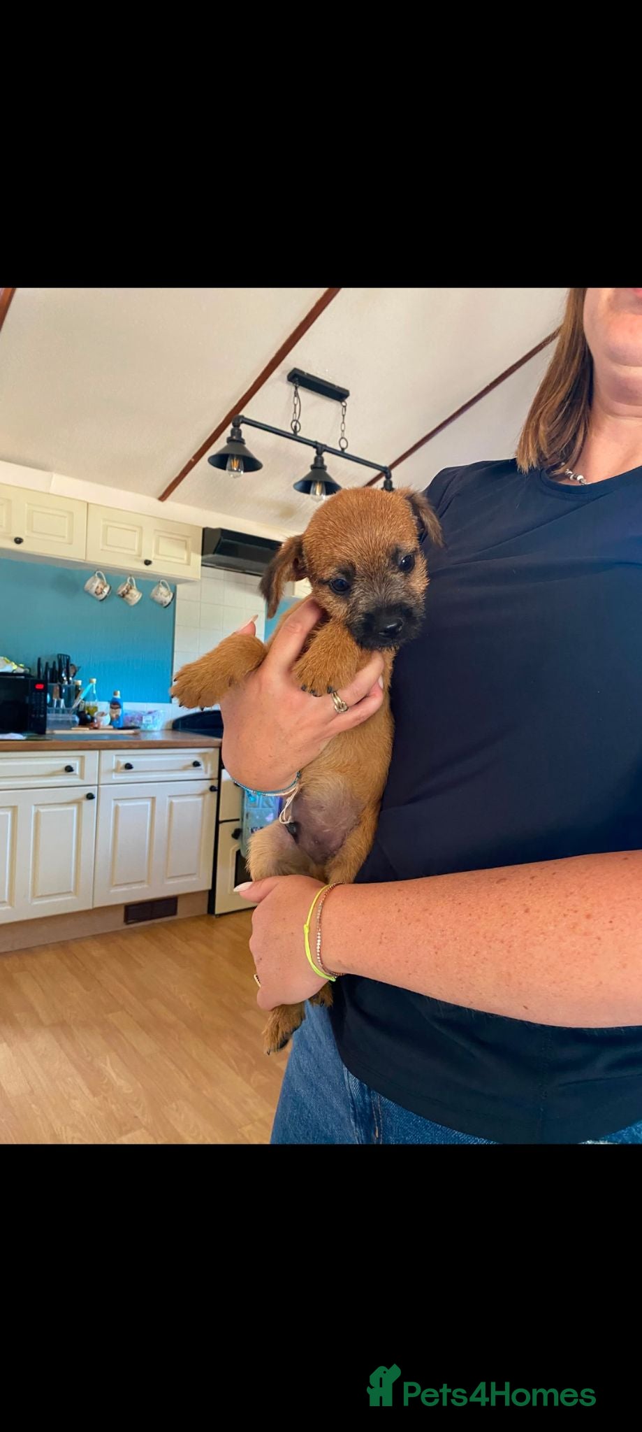 Border Terrier dogs Border terrier puppies  - Advert 2