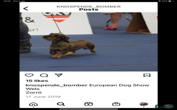 Dachshund dogs for sale: Standard Wirehaired Dacshund  - Image 4