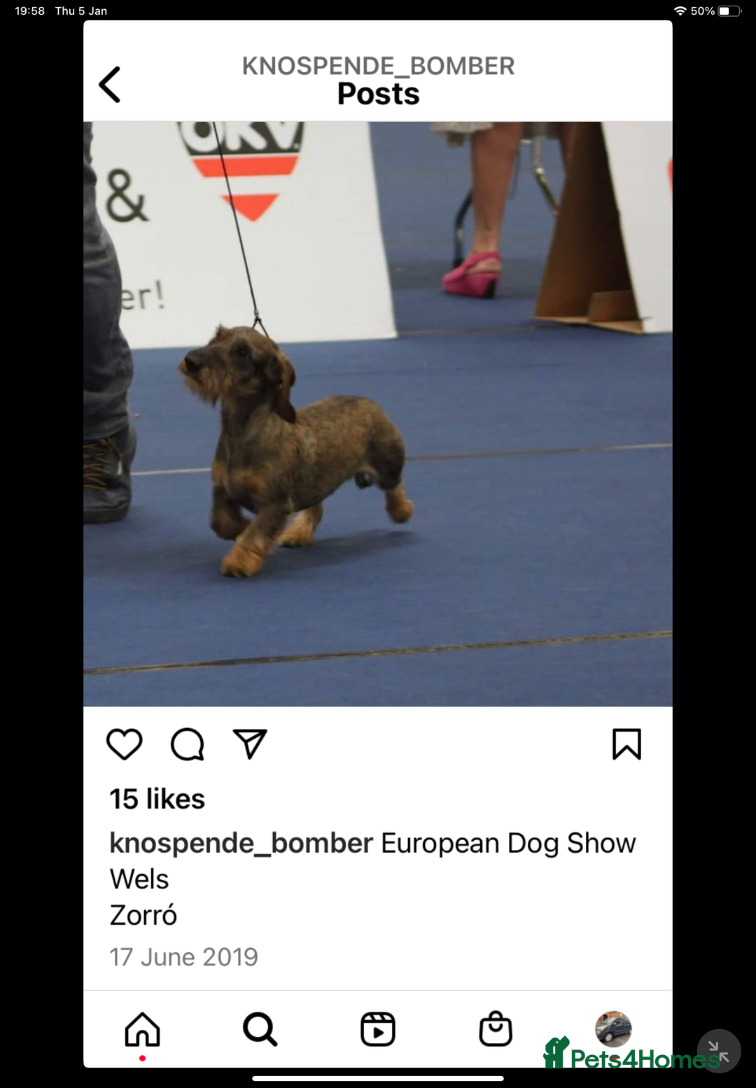 Dachshund dogs for sale: Standard Wirehaired Dacshund  - Image 4