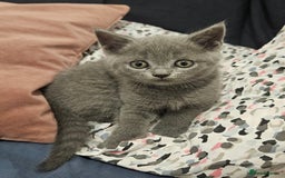British Shorthair cats for sale: 🐾 Adorable Kittens Looking for Forever Homes 🐾 - Image 6