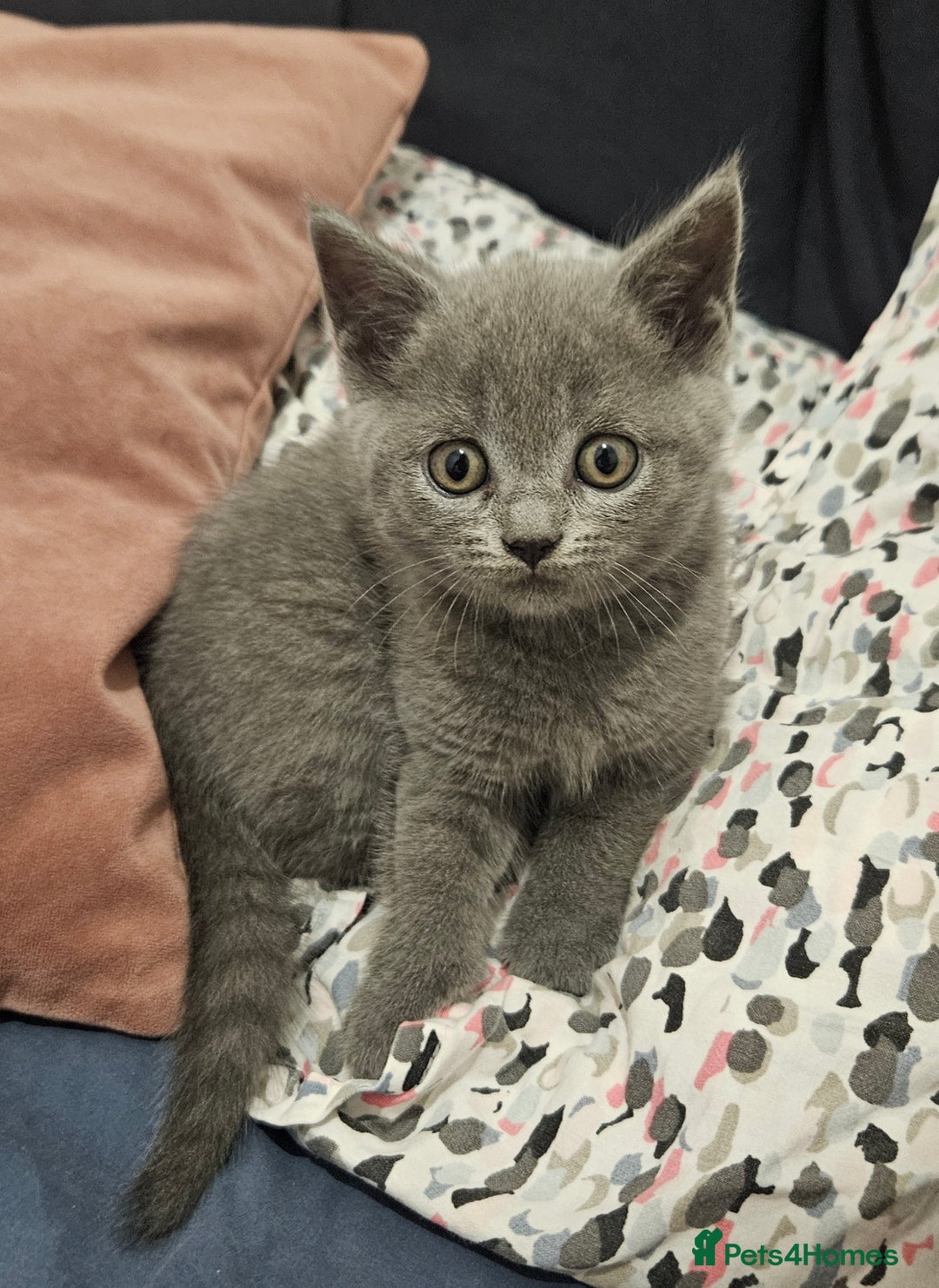 British Shorthair cats for sale: 🐾 Adorable Kittens Looking for Forever Homes 🐾 - Image 6