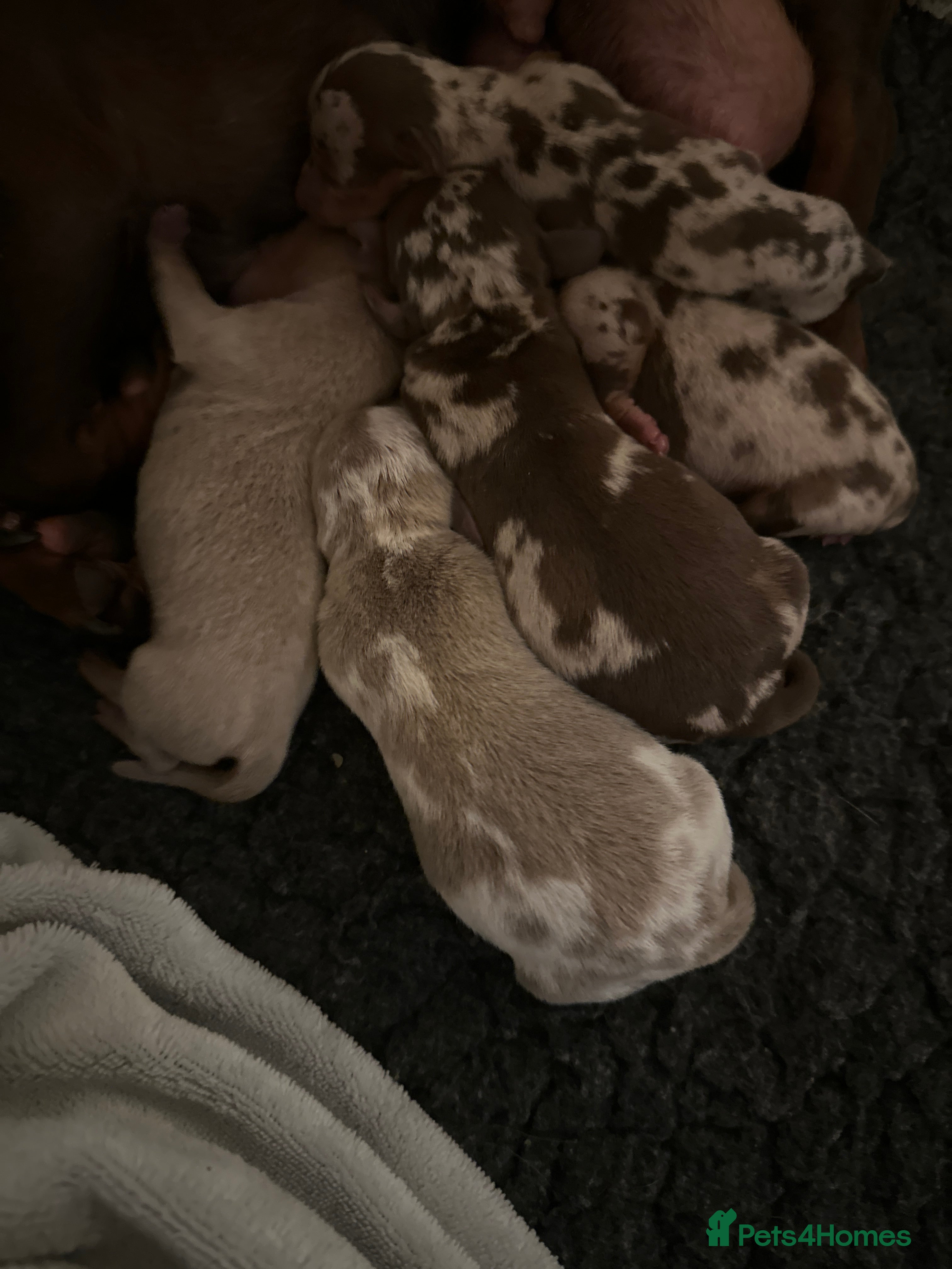 Miniature Dachshund dogs 🤍exceptional KC PRA clear🤍 - Advert 2
