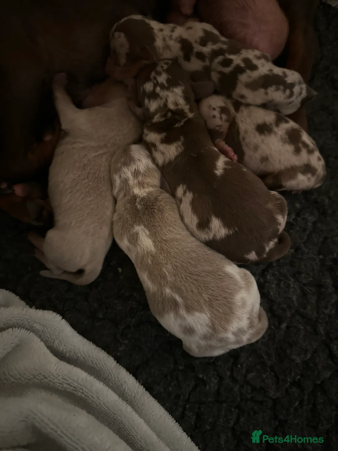 Miniature Dachshund dogs for sale: 🤍exceptional KC PRA clear🤍 - Advert 2