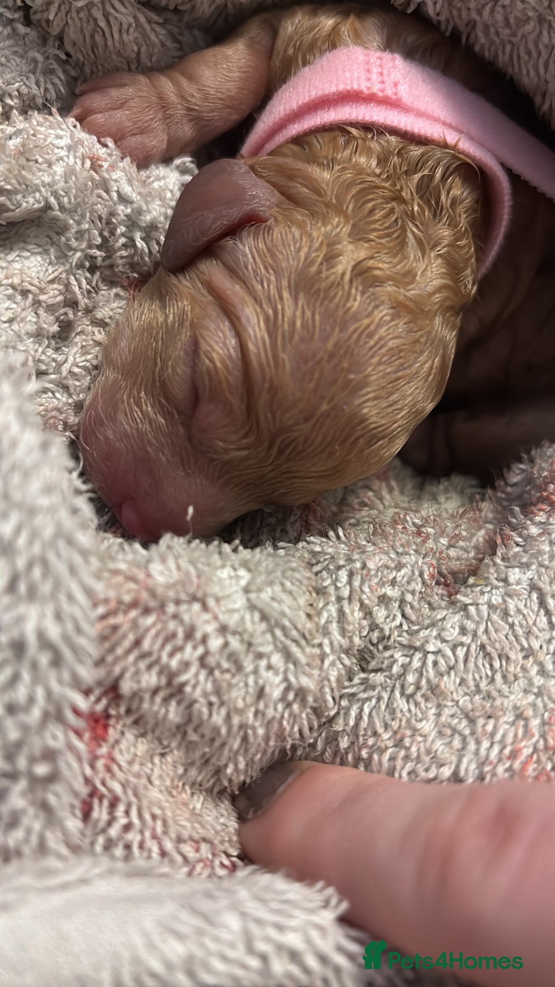 Cockapoo dogs for sale: F1B cockapoo puppies  - Advert 4