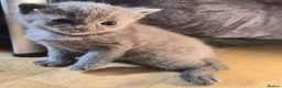 Mixed Breed cats for sale: Beautiful kittens  - Advert 7