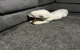 Mixed Breed dogs for sale: Alfie  - Advert 2