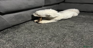 Mixed Breed dogs Alfie  - Advert 6