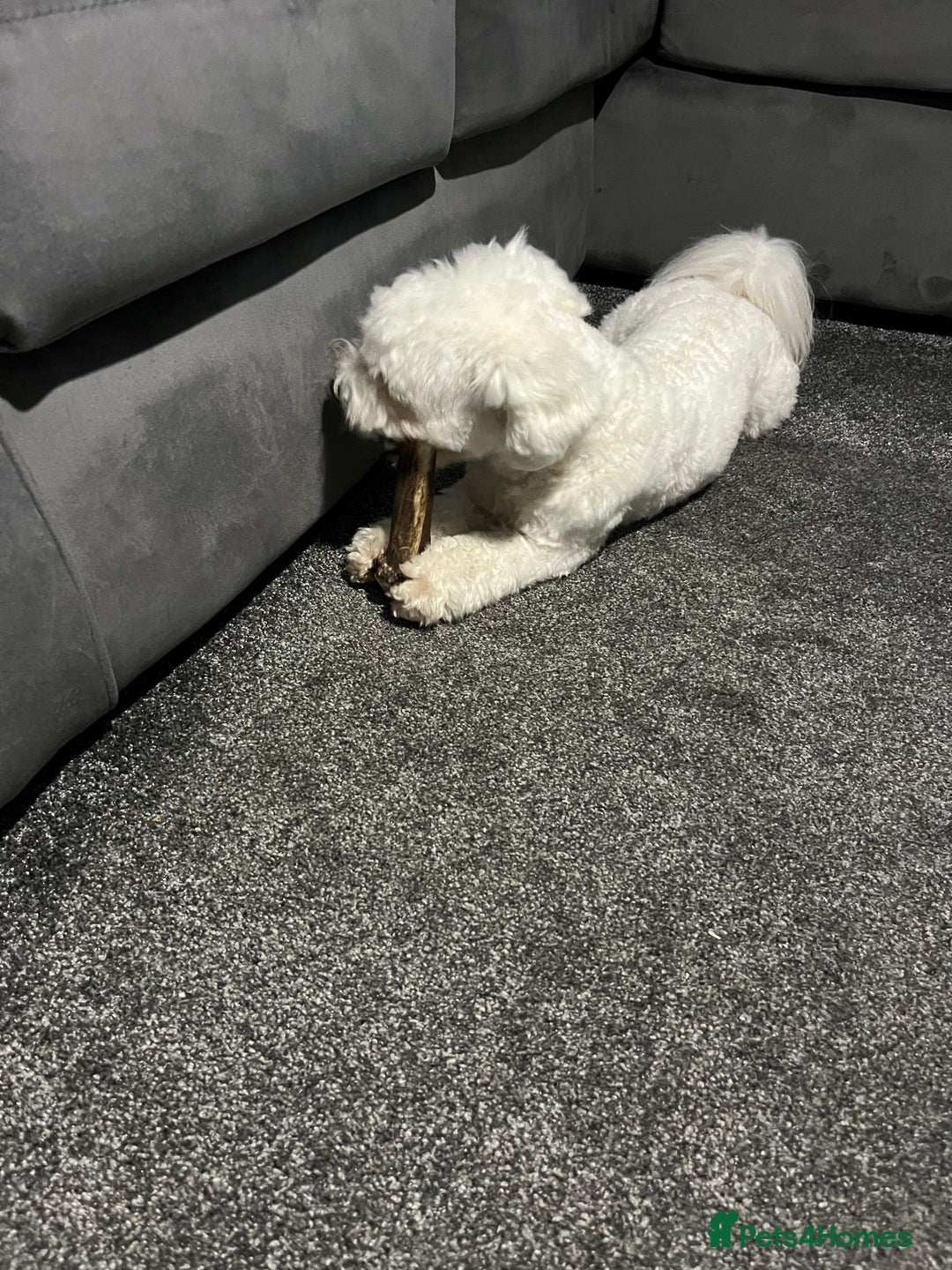 Mixed Breed dogs for sale: Alfie  - Advert 2