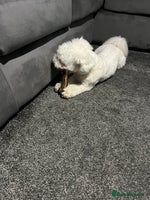 Mixed Breed dogs Alfie - Advert 2