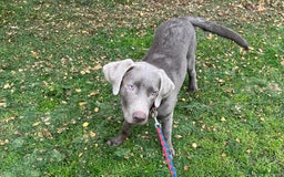 Labrador Retriever dogs for sale: Male labrador  - Image 3