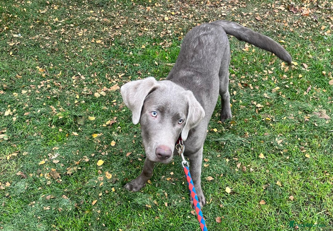 Labrador Retriever dogs for sale: Male labrador  - Image 3