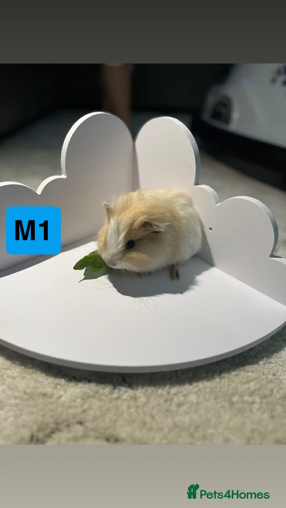 Guinea Pig rodents for sale: 3 baby guinea pigs  - Advert 2