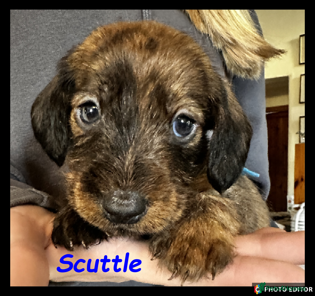 Dachshund dogs for sale: Beautiful Dachshunds ❤️❤️ - Advert 19