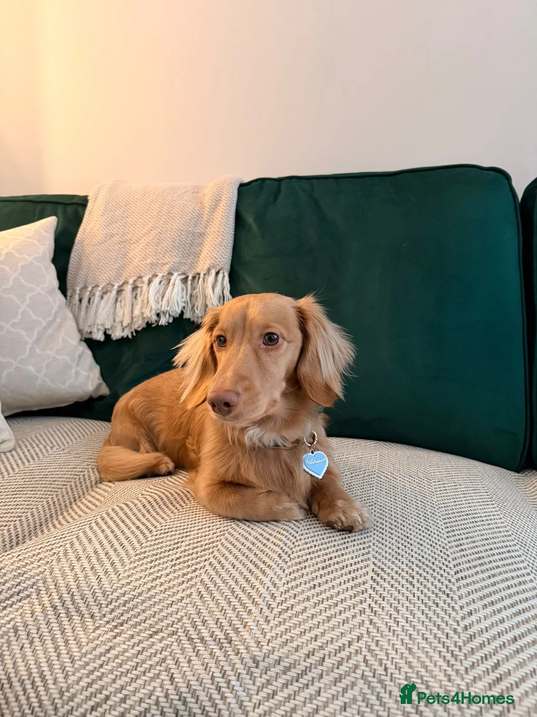 Miniature Dachshund dogs for sale: Cream Miniature Long-Haired Dachshunds - Advert 6
